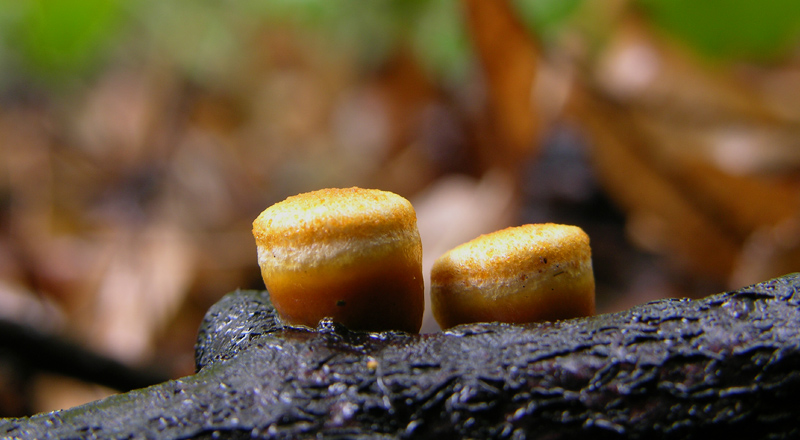 Crucibulum laeve (Huds.) Kambly